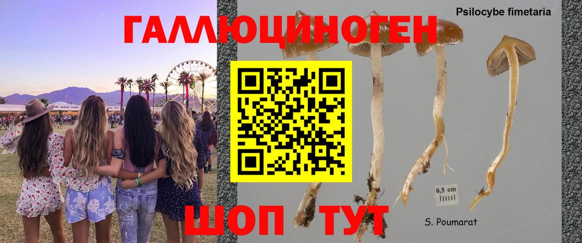 Галлюциногенные грибы Psilocybe Дальнегорск
